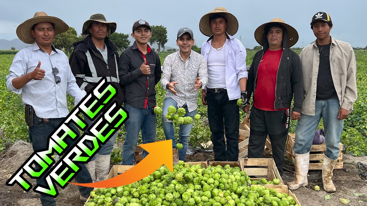 Como sembrar TOMATE DE CÁSCARA con éxito y buenas ganancias