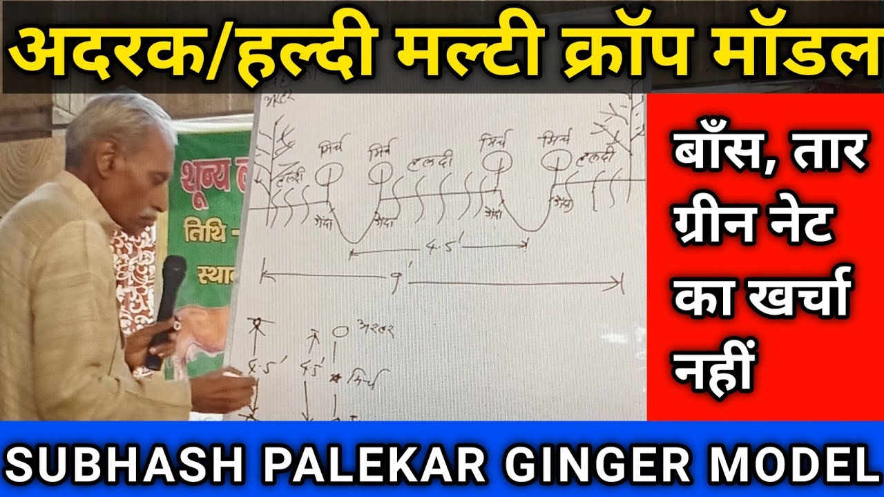 SUBHASH PALEKAR'S GINGER TURMERIC MODEL | अदरक हल्दी मल्टी क्रॉप मॉडल l