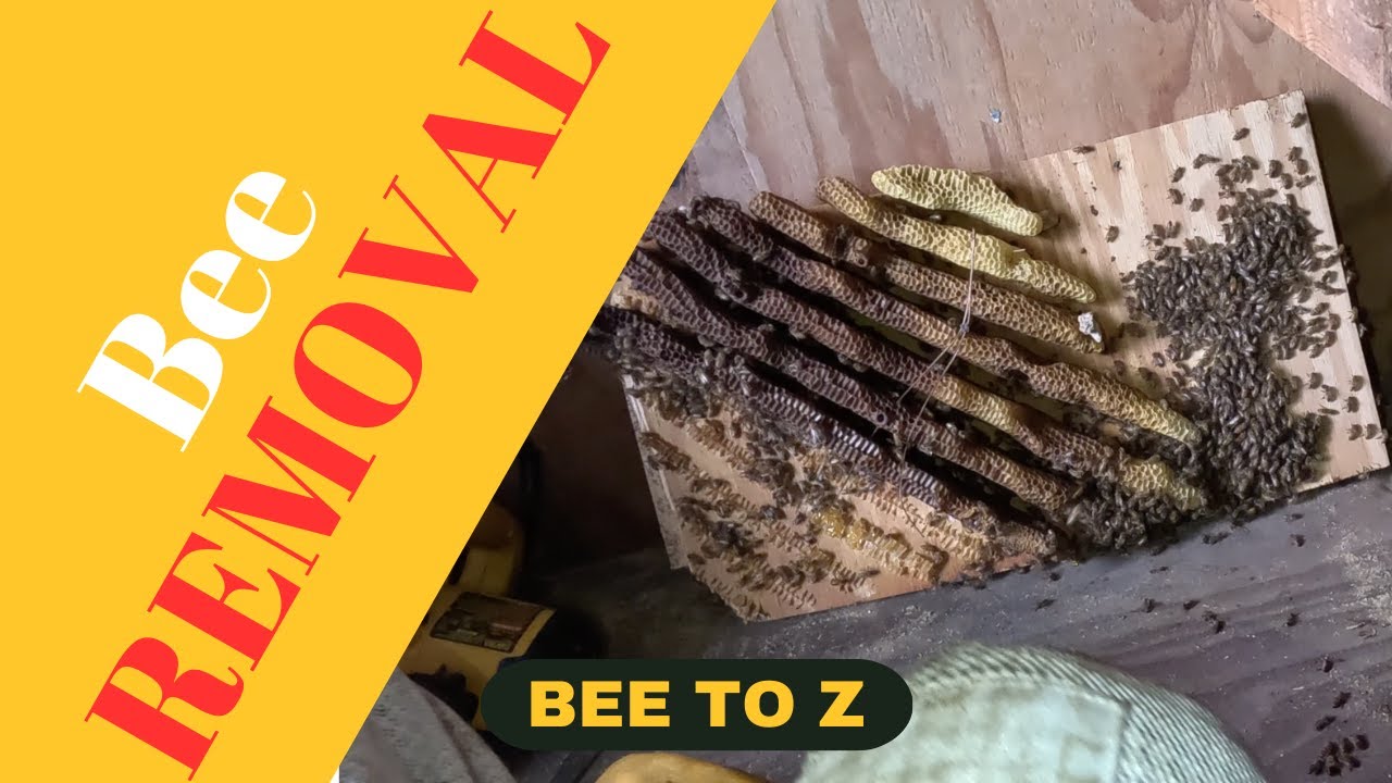 Second Shed Honey Bee Removal