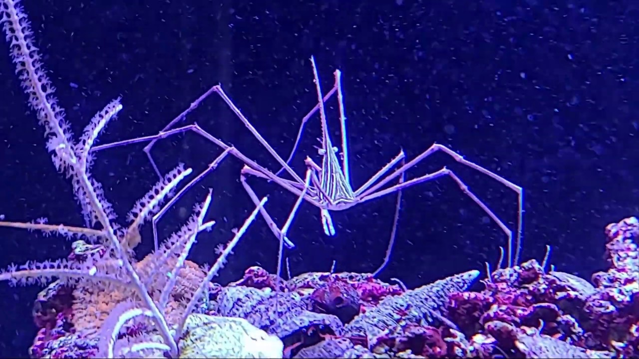 Adding Arrow Crabs to a reef tank to help control the bristle worm population