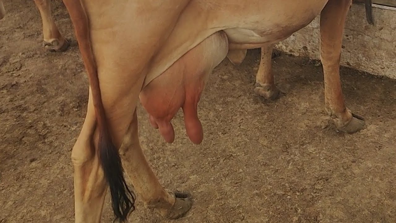 SAHIWAL 1ST TIMER DAUGHTER OF S-11 LIVE MILKING