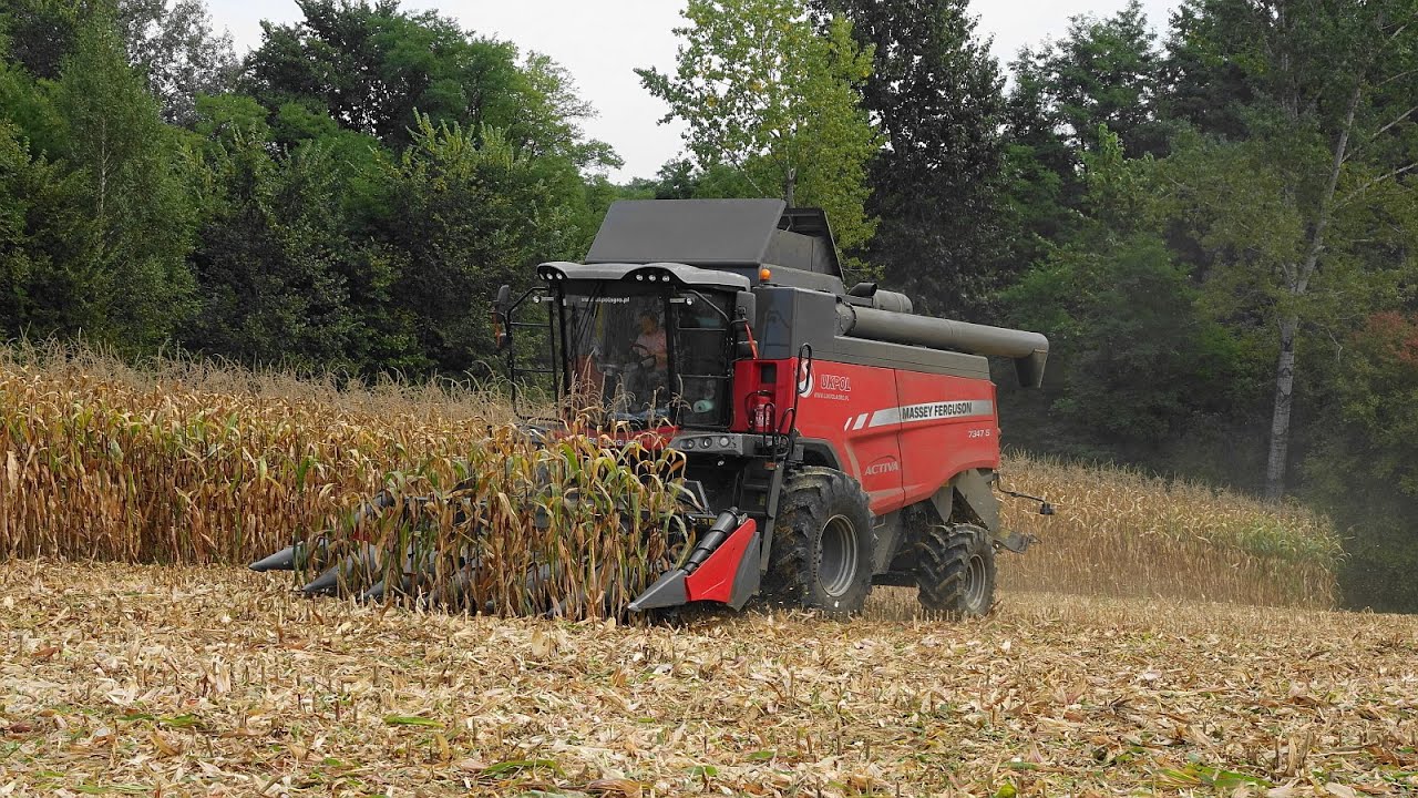 Żniwa kukurydziane 2020 || Massey Ferguson 7347S Activa || odc.34 ||