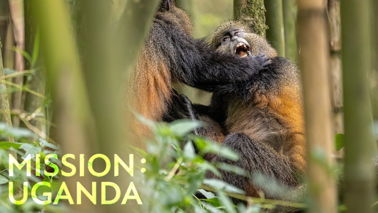 Diese Tiere habe ich noch NIE gesehen! - Goldaffen | Mission: Uganda | Robert Marc Lehmann