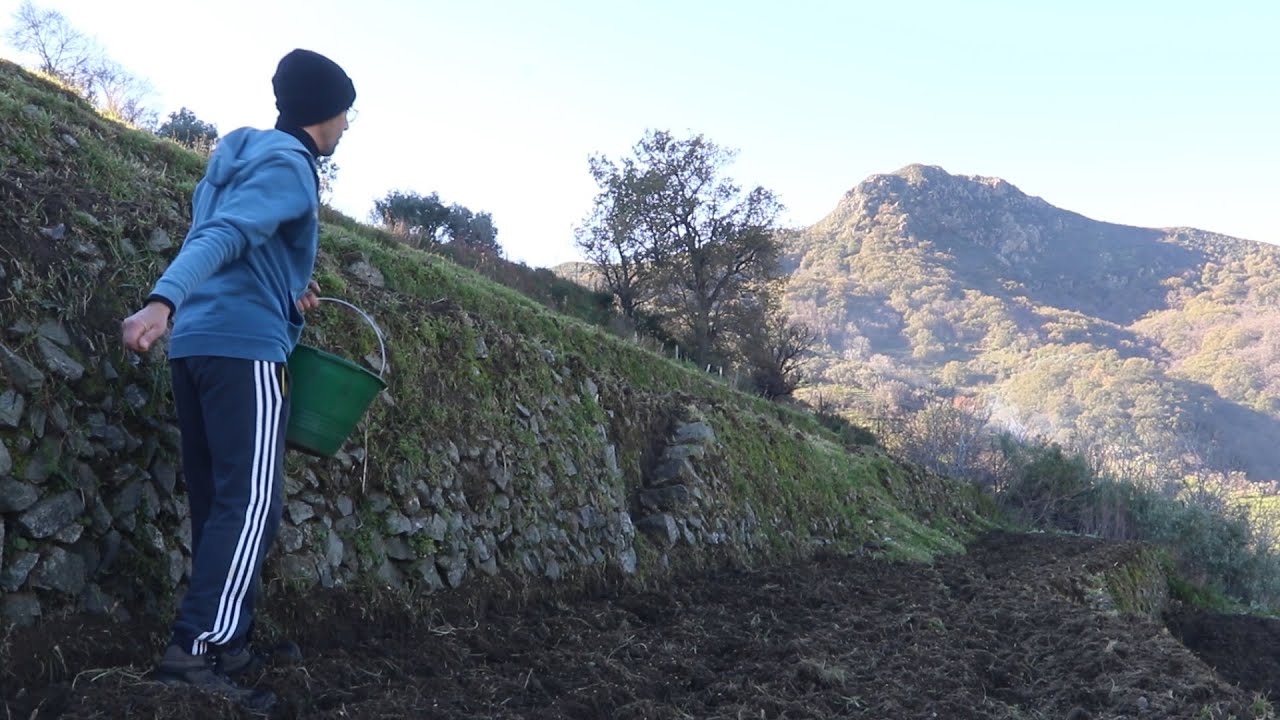Sulle colline messinesi si torna a seminare il grano