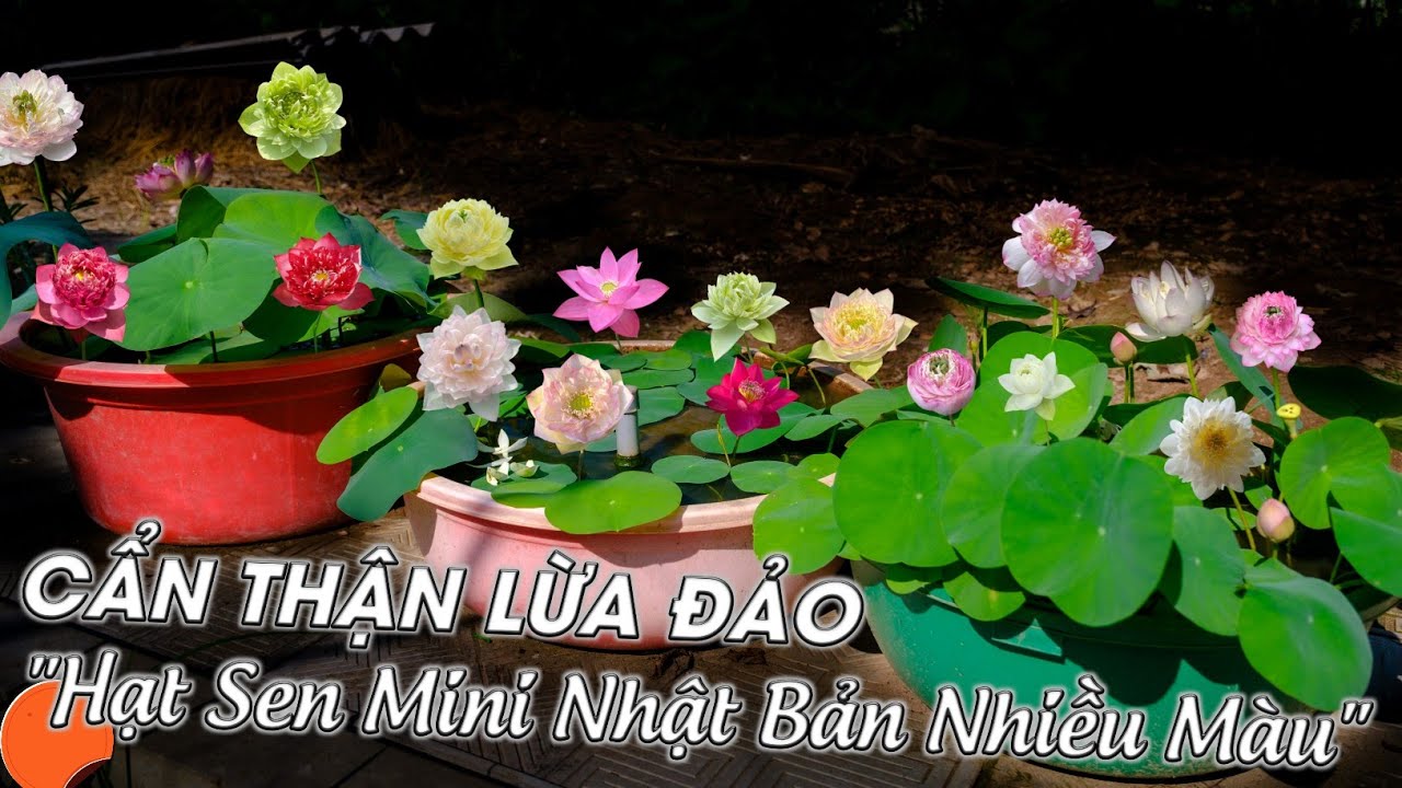 Tận dụng thau chậu cũ để trồng Hoa Sen Mini với kỹ thuật trồng và kinh nghiệm đi kèm