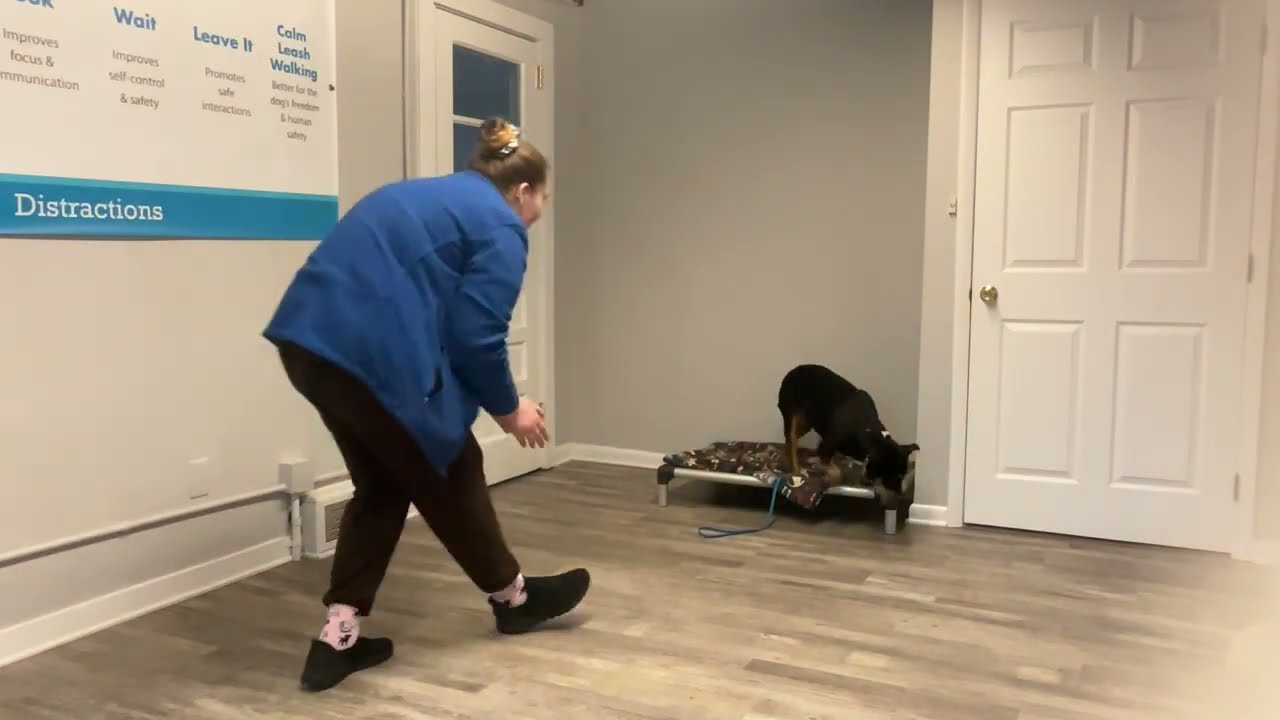 Edith- Working on sit, down, place, come, and leash walking