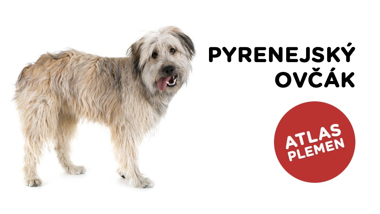 Pyrenejsk&yacute; ovč&aacute;k - Atlas plemen - Tlapka TV