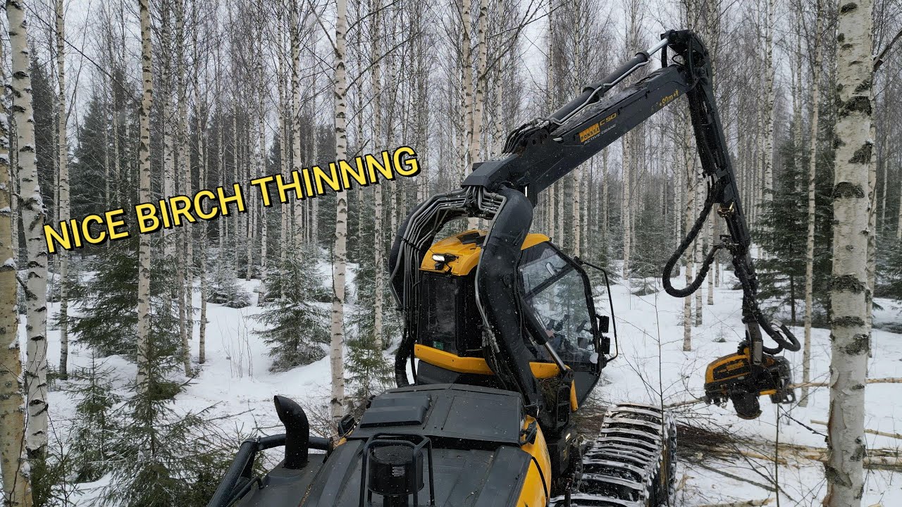 Birch stand Thinning - And drone goes its own way
