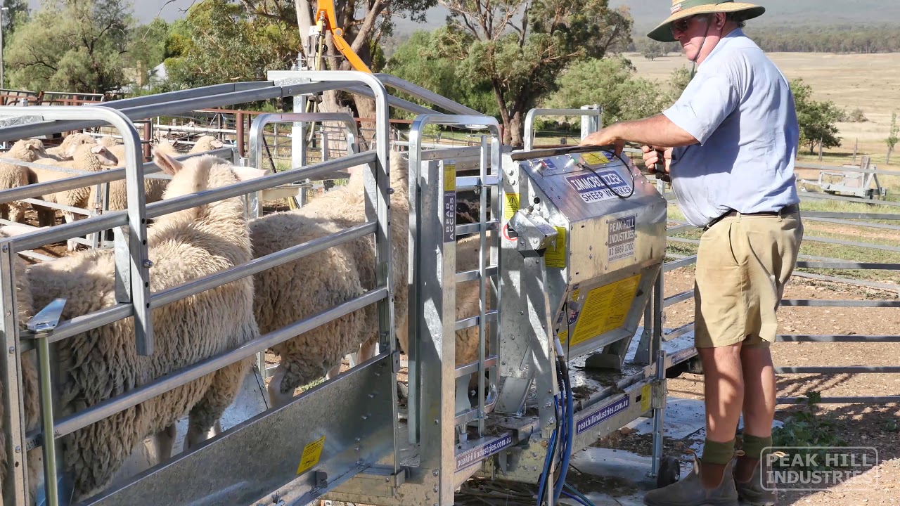 Drenching in the Immobilizer Sheep Handler