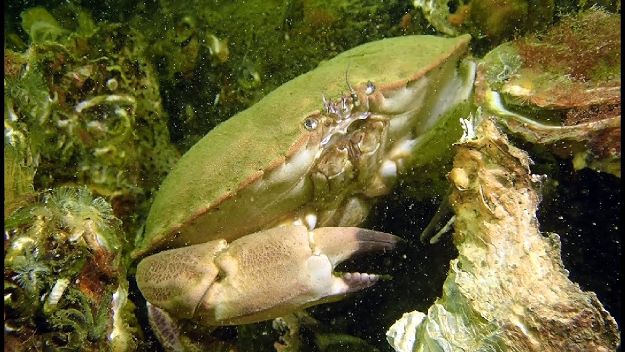 Duiken,Nederland,Zeeland,Grevelingen,Den Osse Nieuwe Kerkweg,mijn 750e duik!