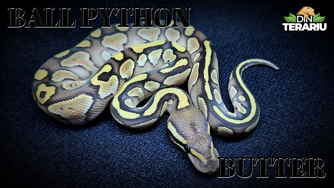 Piton regal - Butter/Lesser