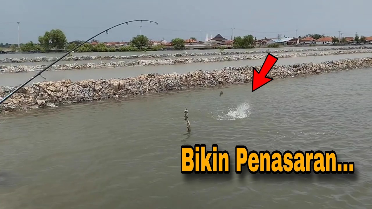 Mancing Di Tambak Di Bikin Penasaran