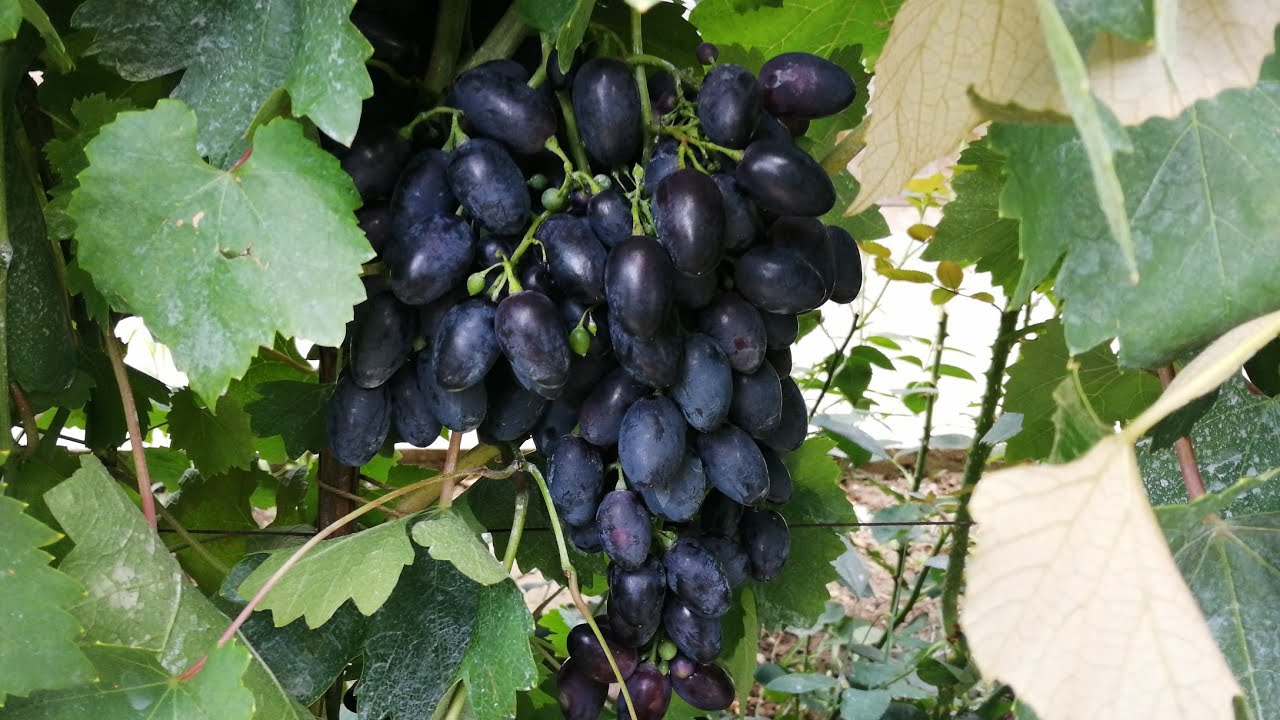 Codreanca in România, Black Magic in Italia si Muscat poloskei altoite acum cu 3....4 ani  in urmă