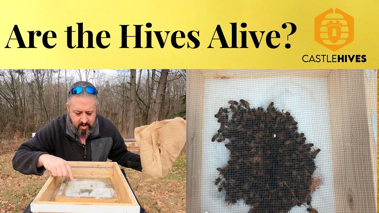 #beekeeping Winter Hive Checks. Are they still alive?