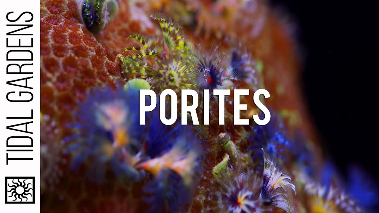 Porites 
