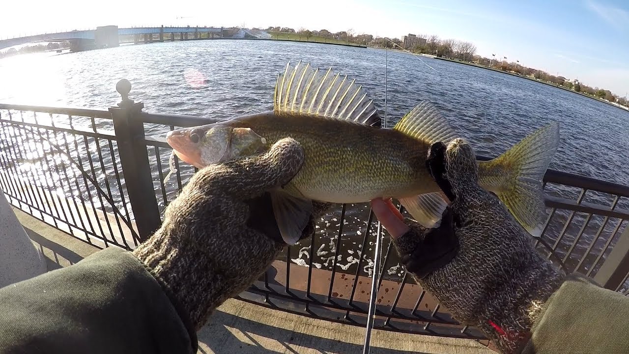 How to Catch Fall Walleye on the Saginaw River