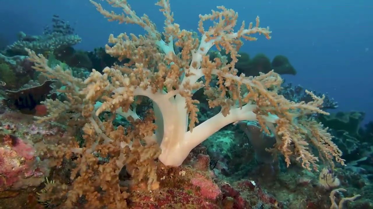 The Deep Sea