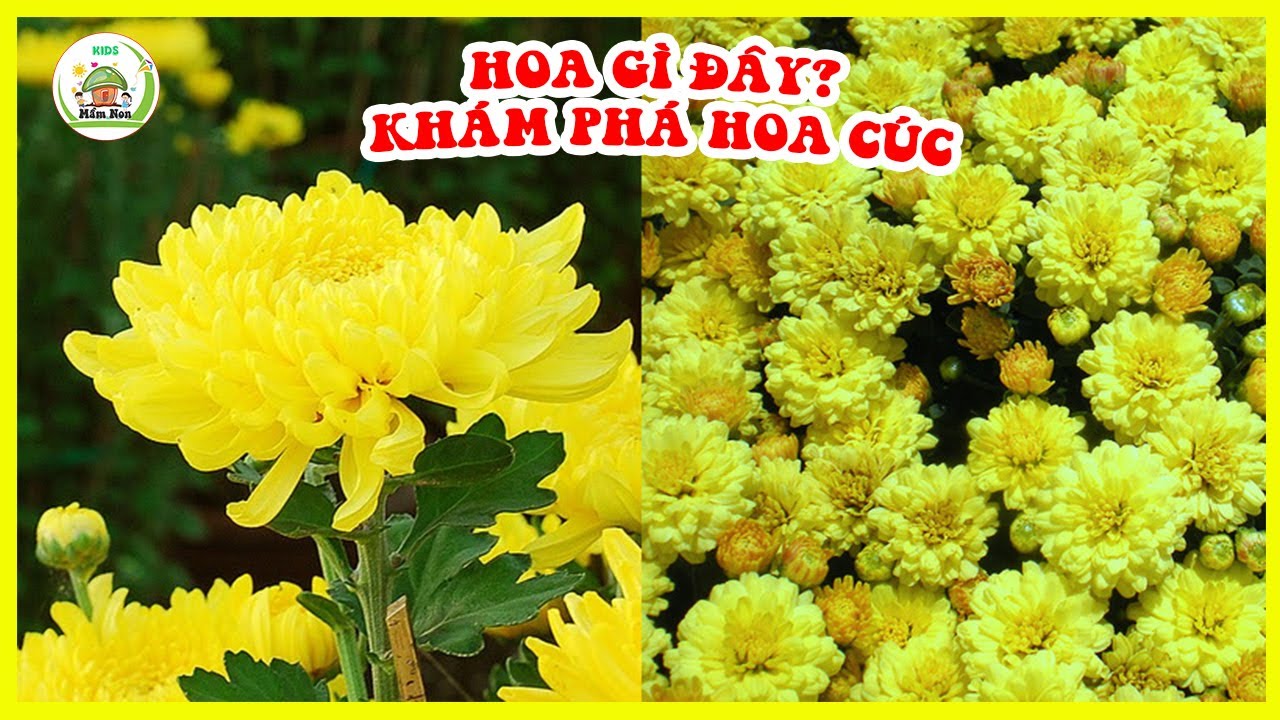 KHÁM PHÁ HOA CÚC