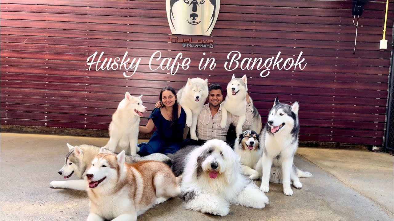 Husky Cafe in Bangkok | TrueLove at Neverland