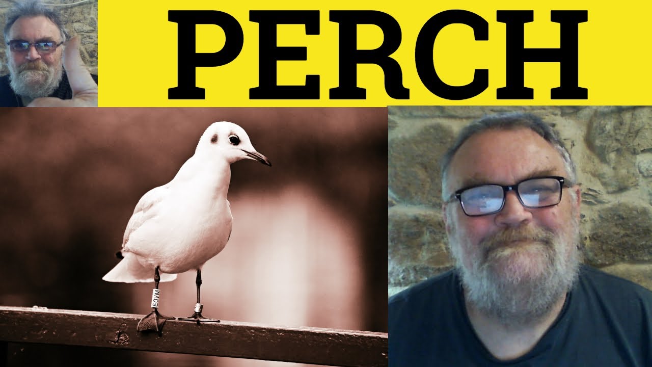 😎 Perch Meaning - Perched Defined - Perch Examples - Perched Definition - Perch Perched