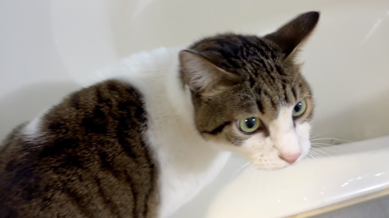 どこにでも登場する猫