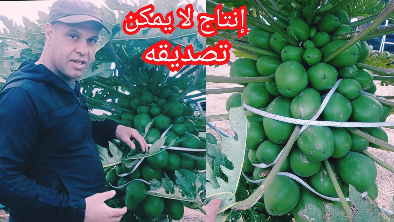 العناية بأشجار فاكهة البابايا التقليم أري تسميد الأمراض ولأفات شجرة البابايا