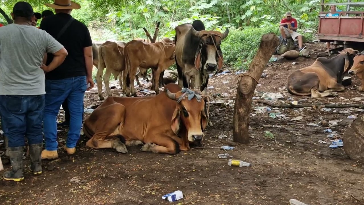 Tiangue de El Tránsito, San Miguel, El Salvador 