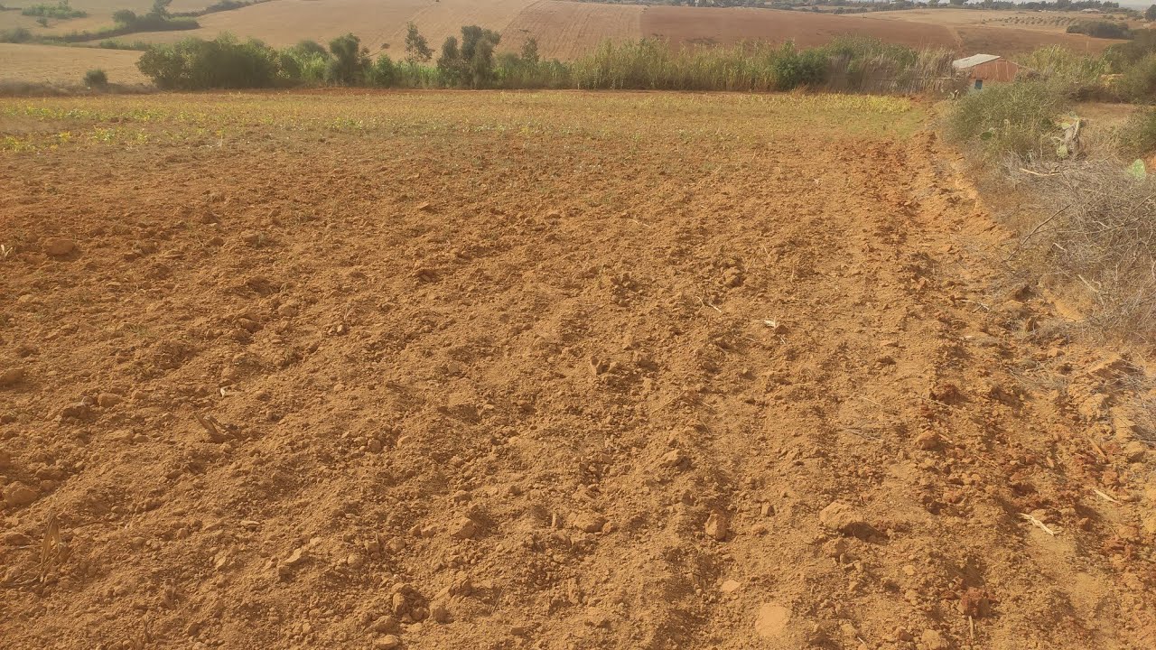 قطعة أرضية للبيع في بريش حد الغربية أو منزل بلدي تمن مناسب جدا