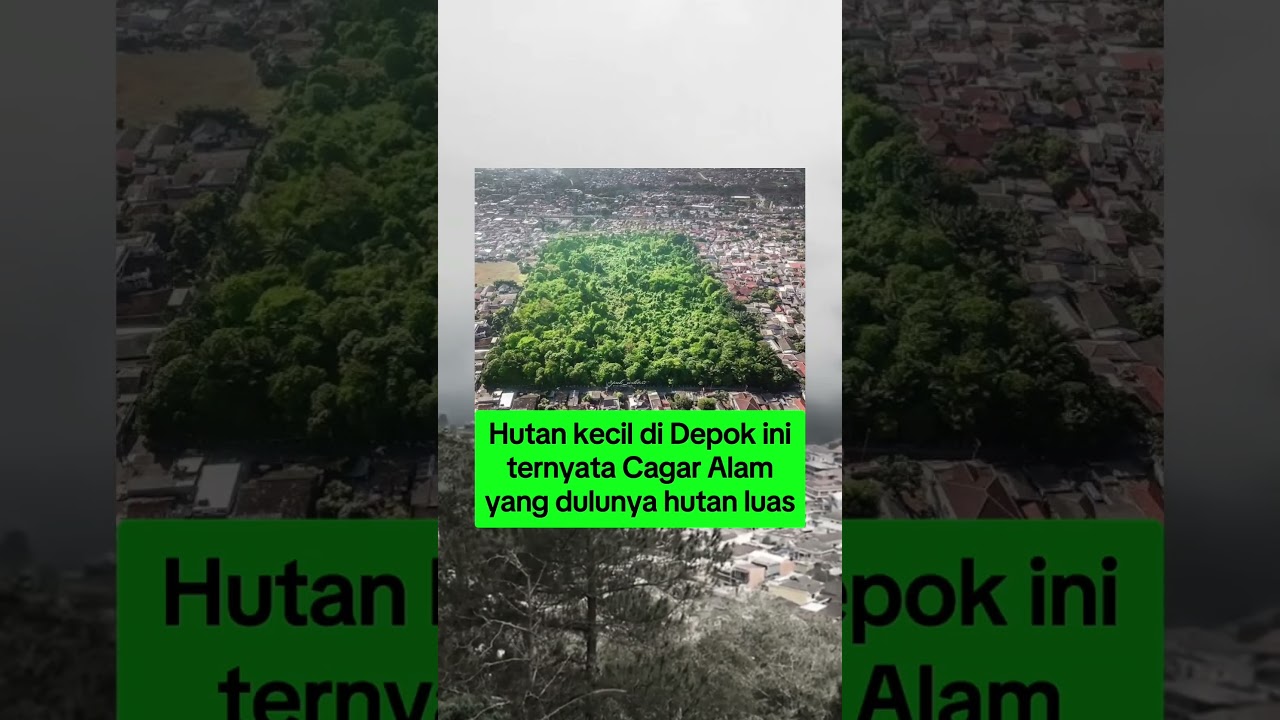hutan kecil di depok ini ternyata cagar alam yang dulunya hutan luas