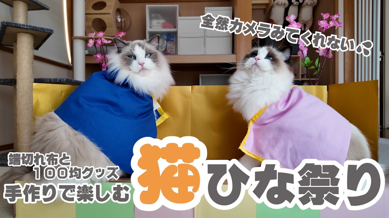 猫をお内裏様とお雛様にした結果…カメラ目線ゼロでした💦