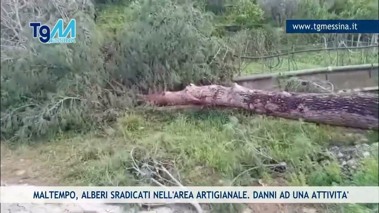MALTEMPO A MESSINA, ALBERI SRADICATI NELL'AREA ARTIGIANALE DI LARDERIA