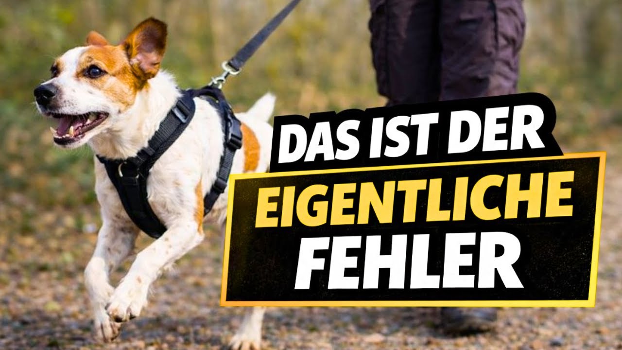 Trotz Training Stress beim Gassi? Das ist der eigentliche Fehler.