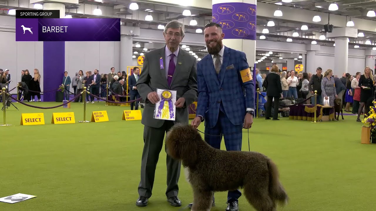 Barbets | Breed Judging 2025