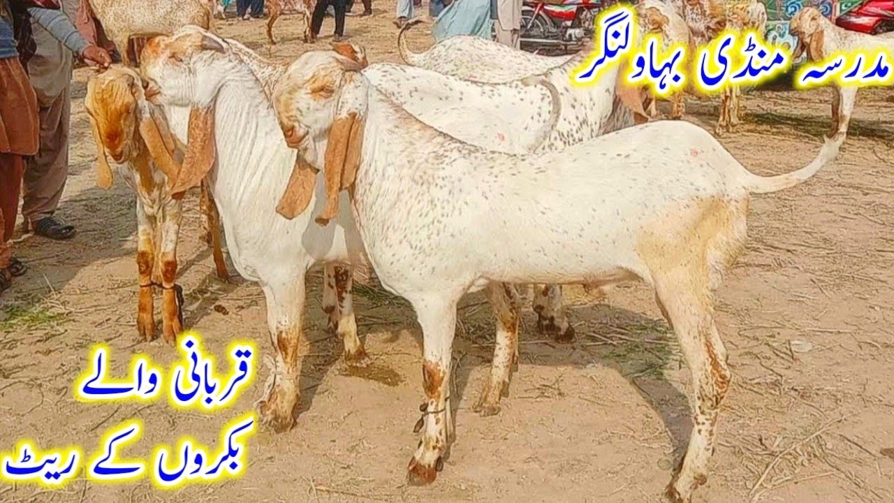 Qurbani wale bakro k fresh rate/Madrasa mandi Bahawalnagar/shahzad shah official