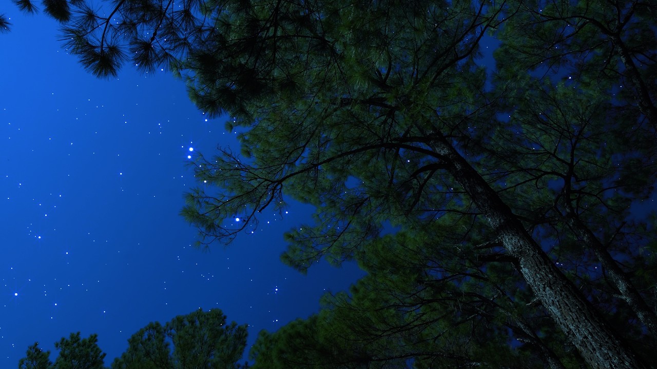 Crickets & Owl Under the Starry Night | Nighttime Nature Breeze for Deep Sleep & Tranquility