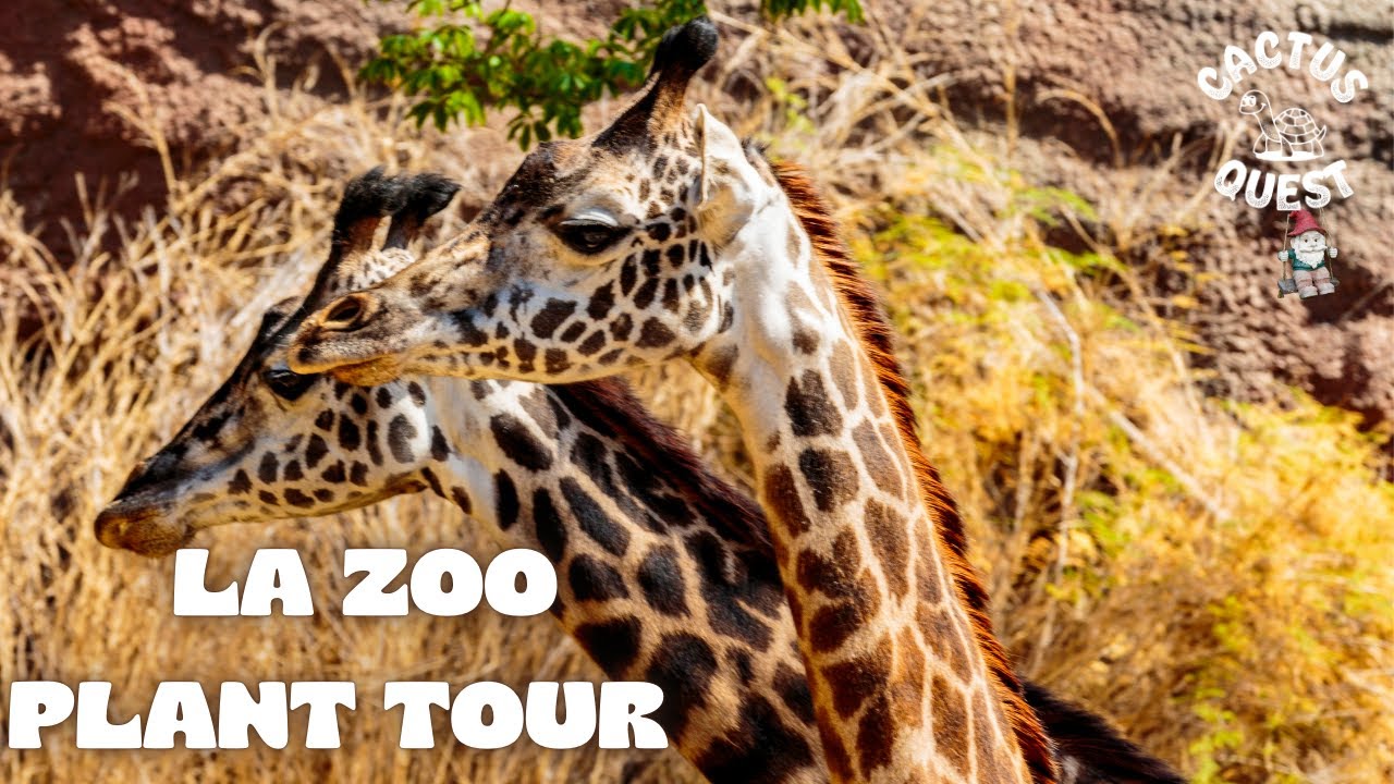 The Los Angeles Zoo has a botanical garden, here's a quick look around. 