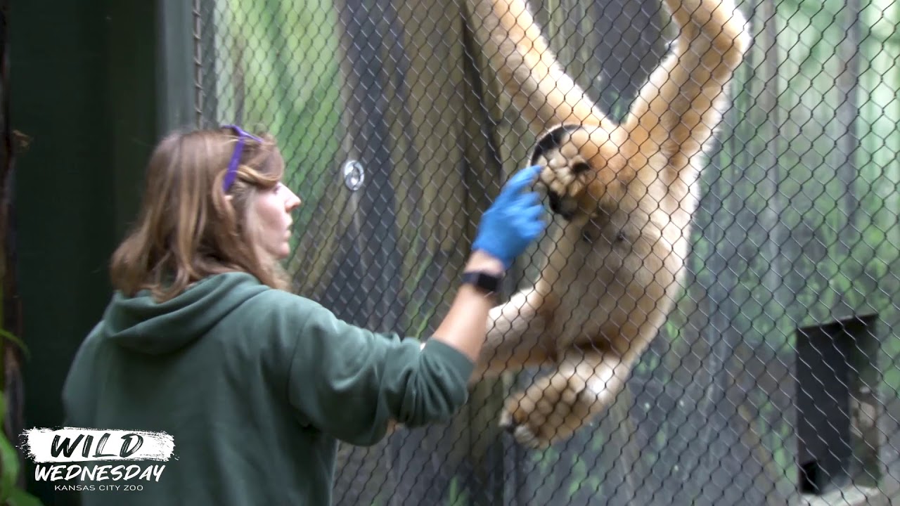 #WildWenesday - White-Cheeked Gibbons