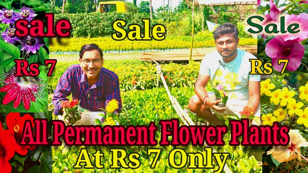 All Permanent Flower Plants at Rs 7 only in Kolkata's Cheapest Wholesale Plants Nursery 