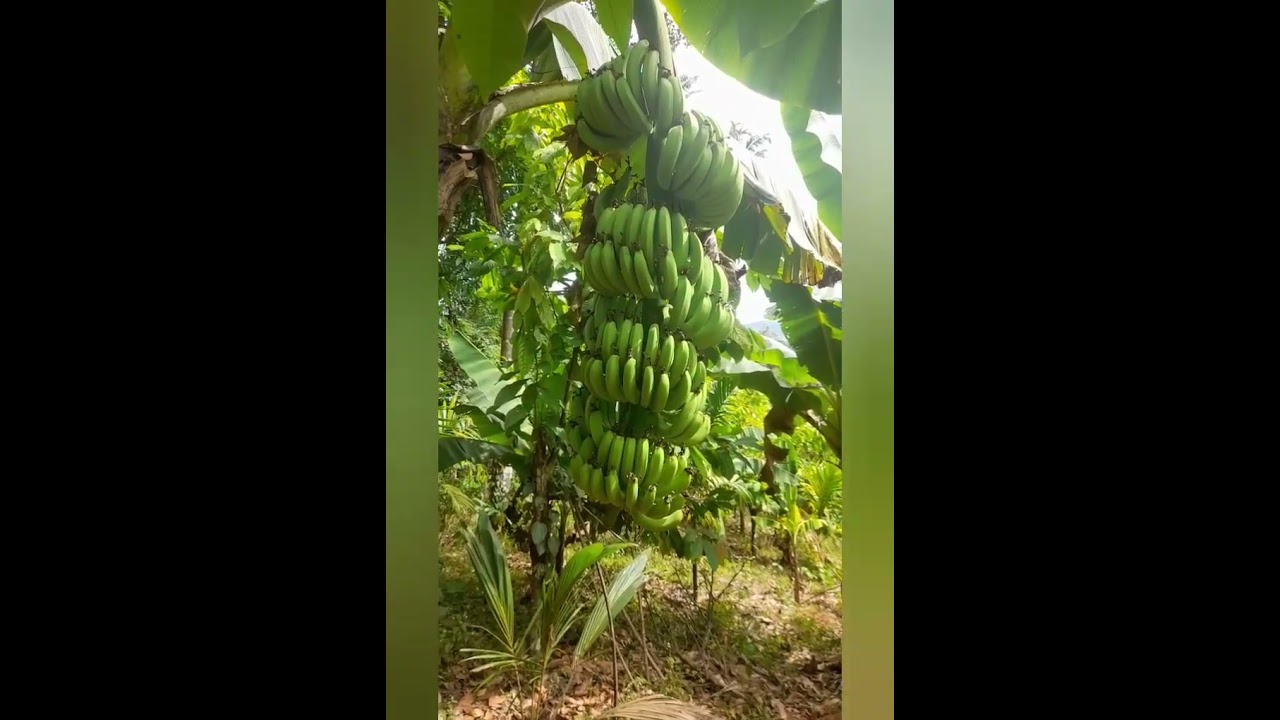 481: റോബെസ്റ്റവാഴ 