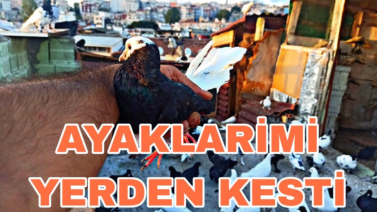 AYAKLARİMİ YERDEN KESTİ KAÇAK DÖNEK ÇATİDAN ALDIM