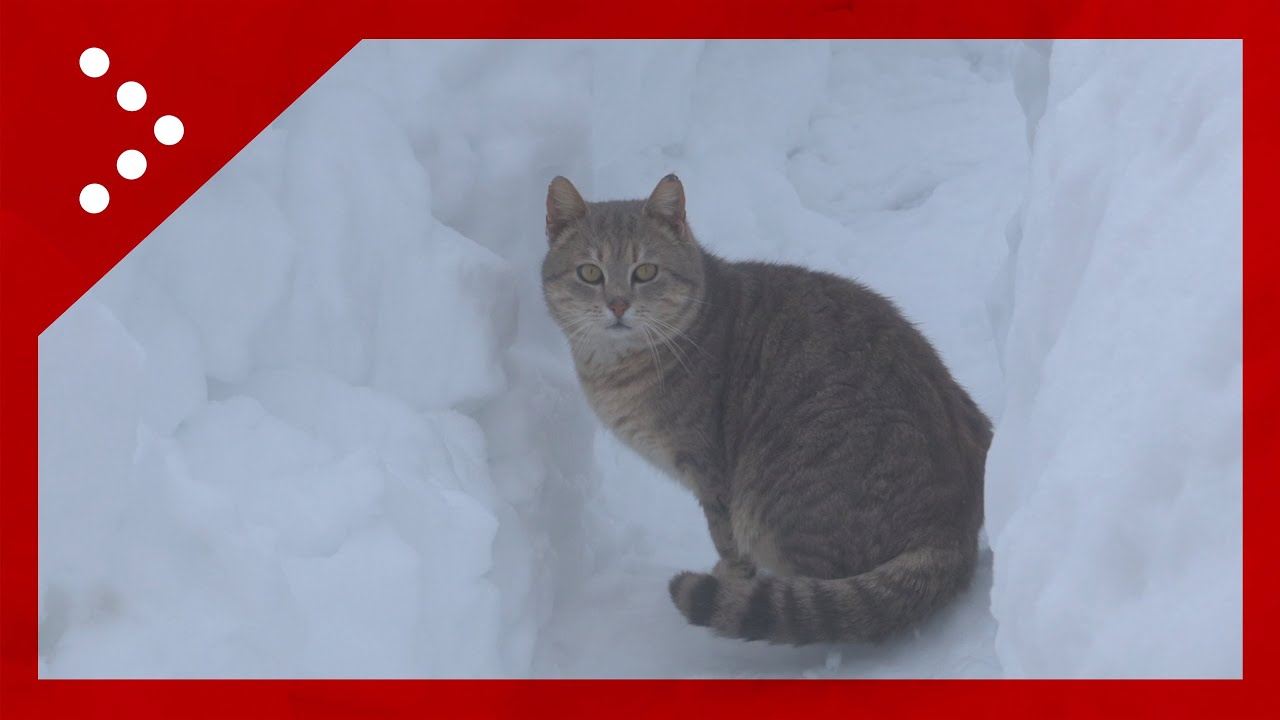 Si spala la neve nell'entroterra riminese: accumuli ancora alti a Perticara, frazione di Novafeltria