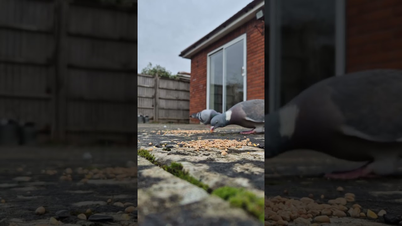Relaxing bird video with close up of doves and pigeon eating with garden asmr. Video for cats