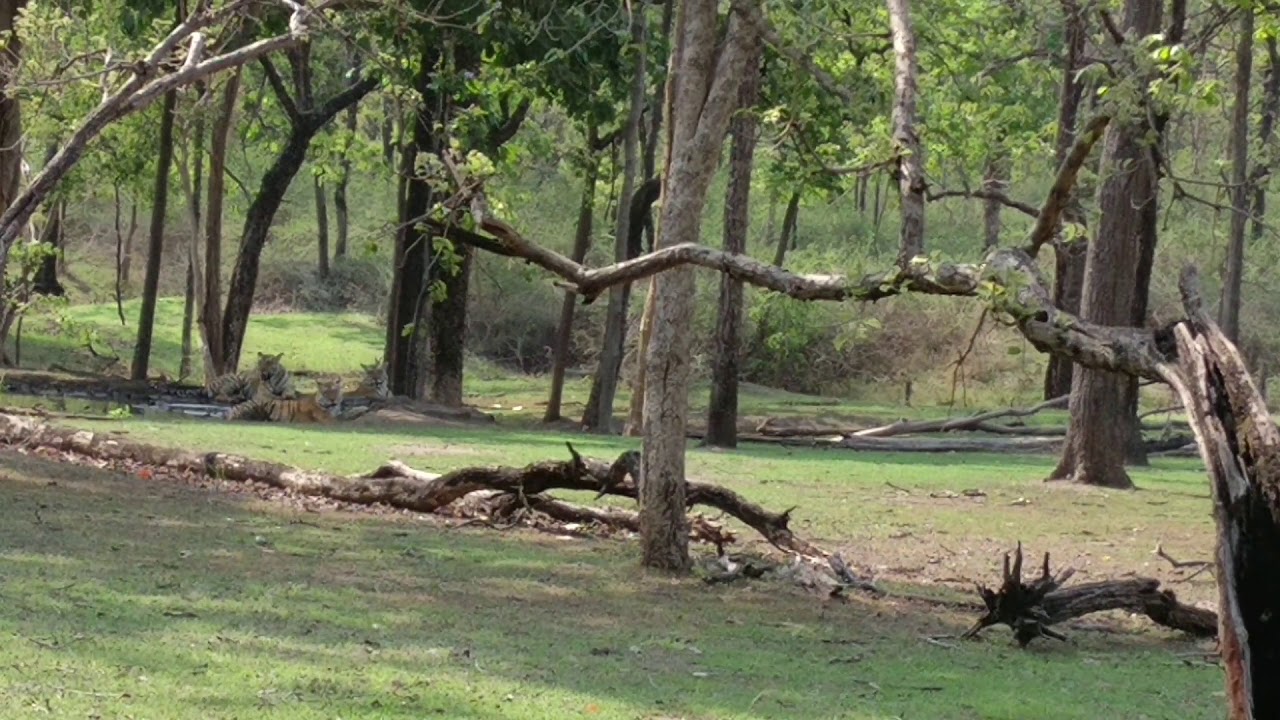Pench - Collarwali with her Cubs