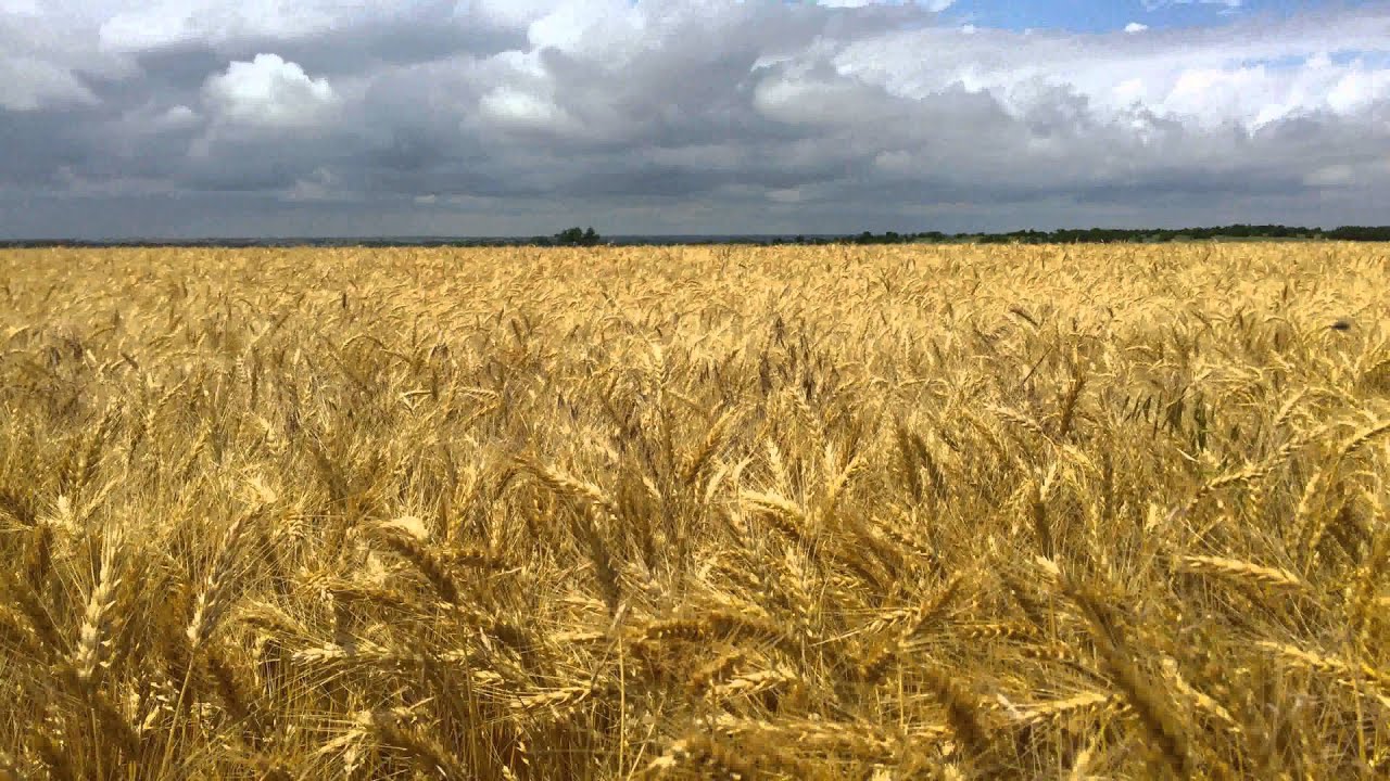 Wheat field in Kansas