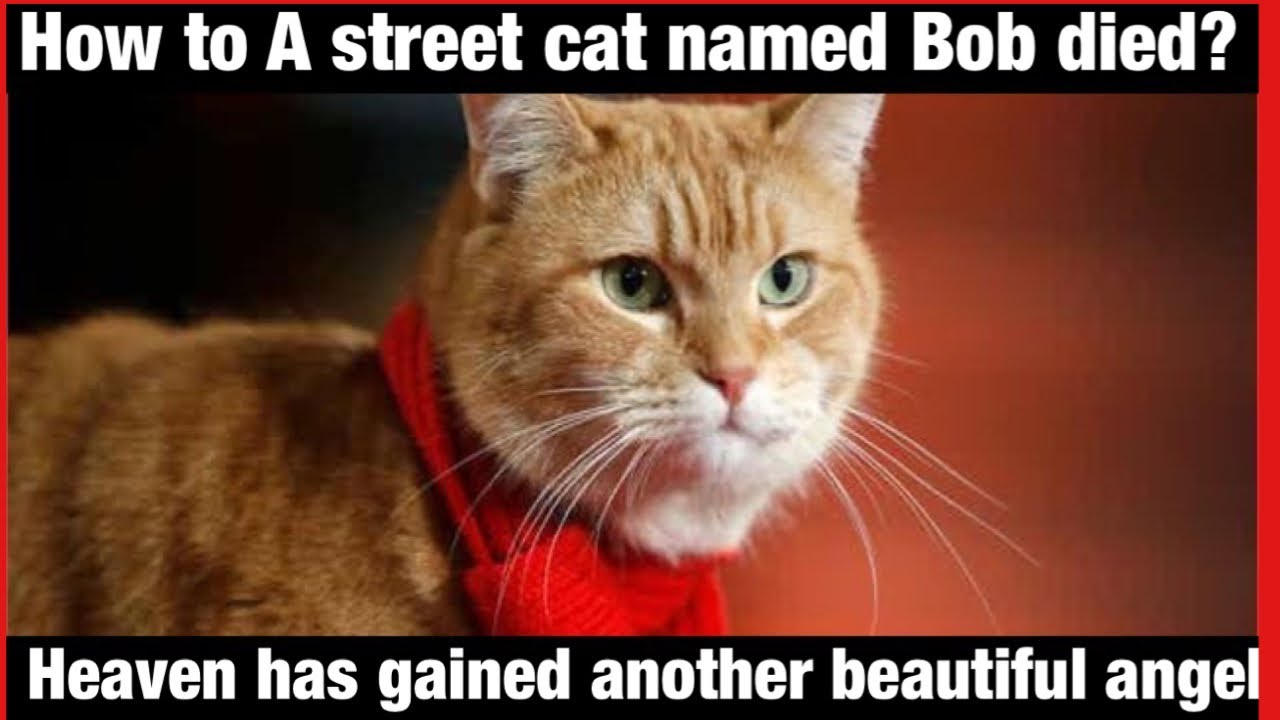 Reason to died a street cat named Bob | You definitely shocked after knowing