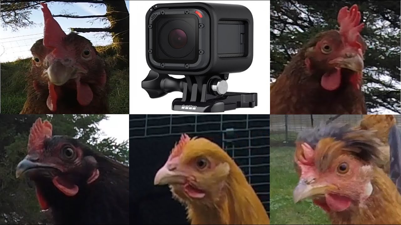 GoPro Chicken Edition