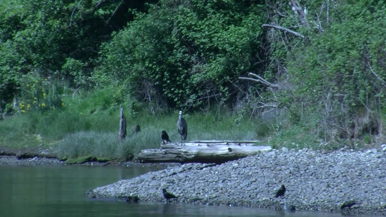 Chambers Creek, Lakewood, Washington USA