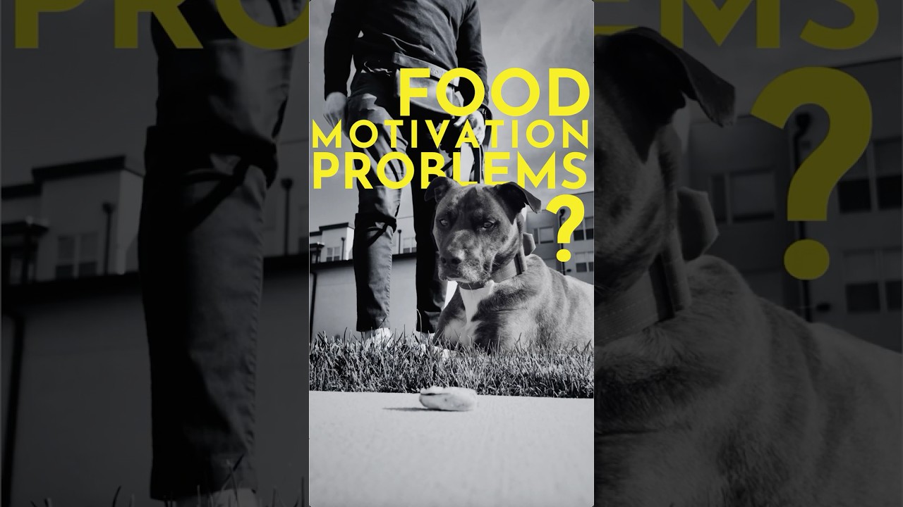 This is why your dog isn't "food-motivated". (And how to fix it) 