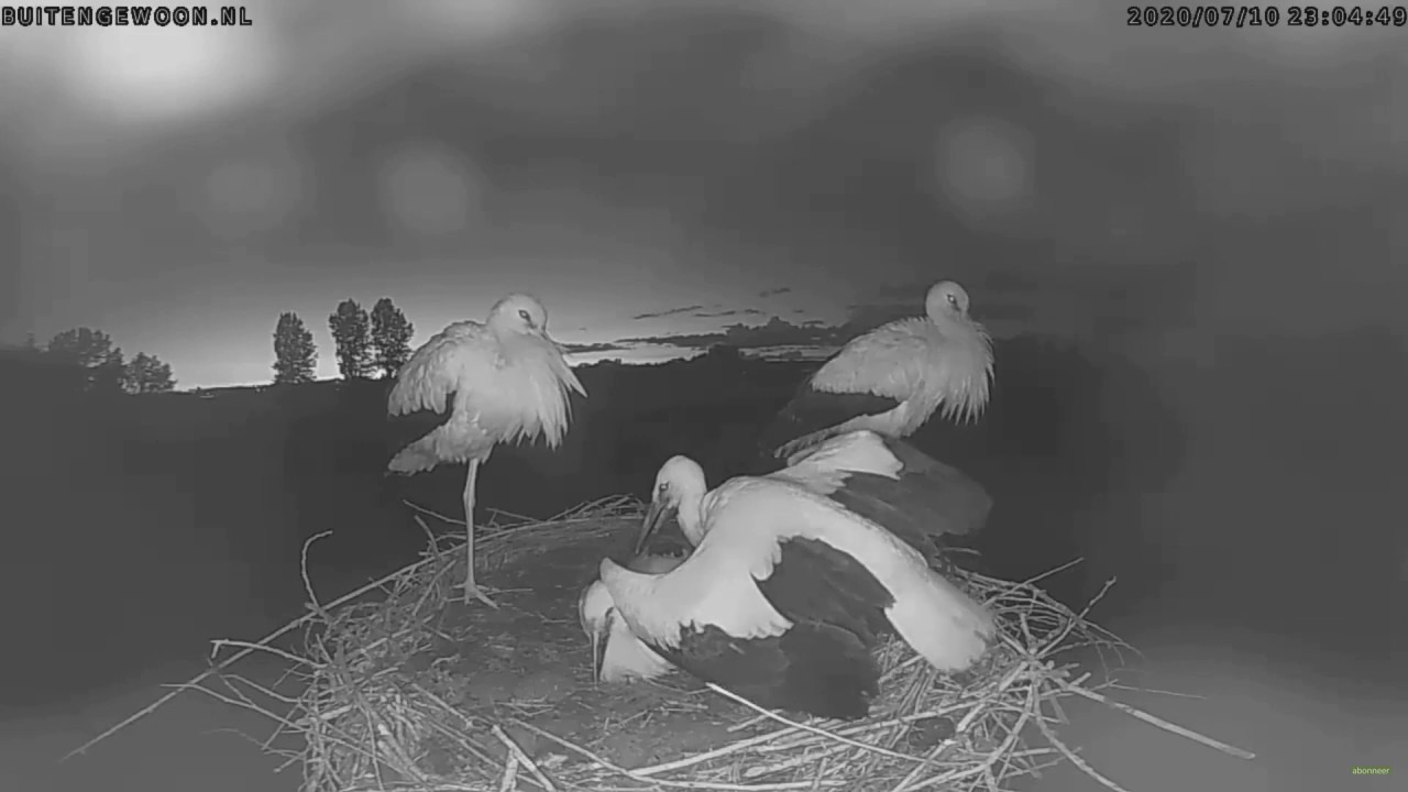 The death of a young stork in the nest~Wamel~Netherlands~2020-07-10