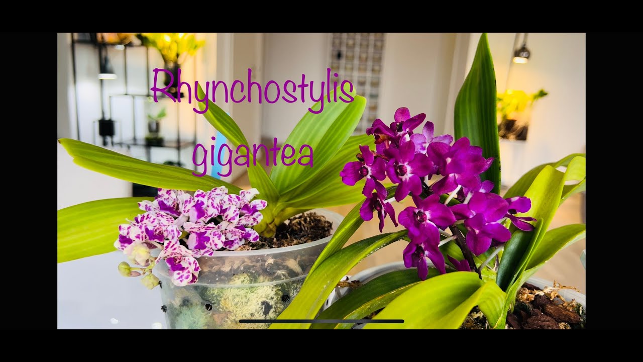 How I grow my Rhynchostylis gigantea.